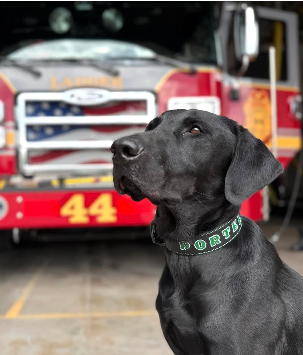 Dog Collar